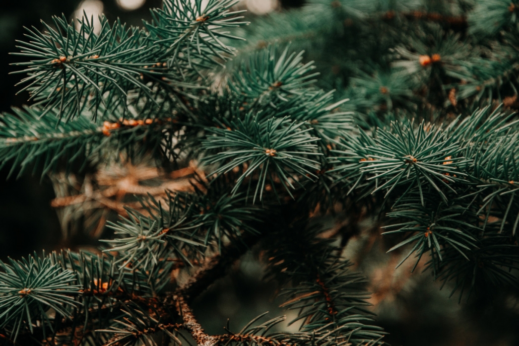 Zero_waste_Weihnachtsbaum